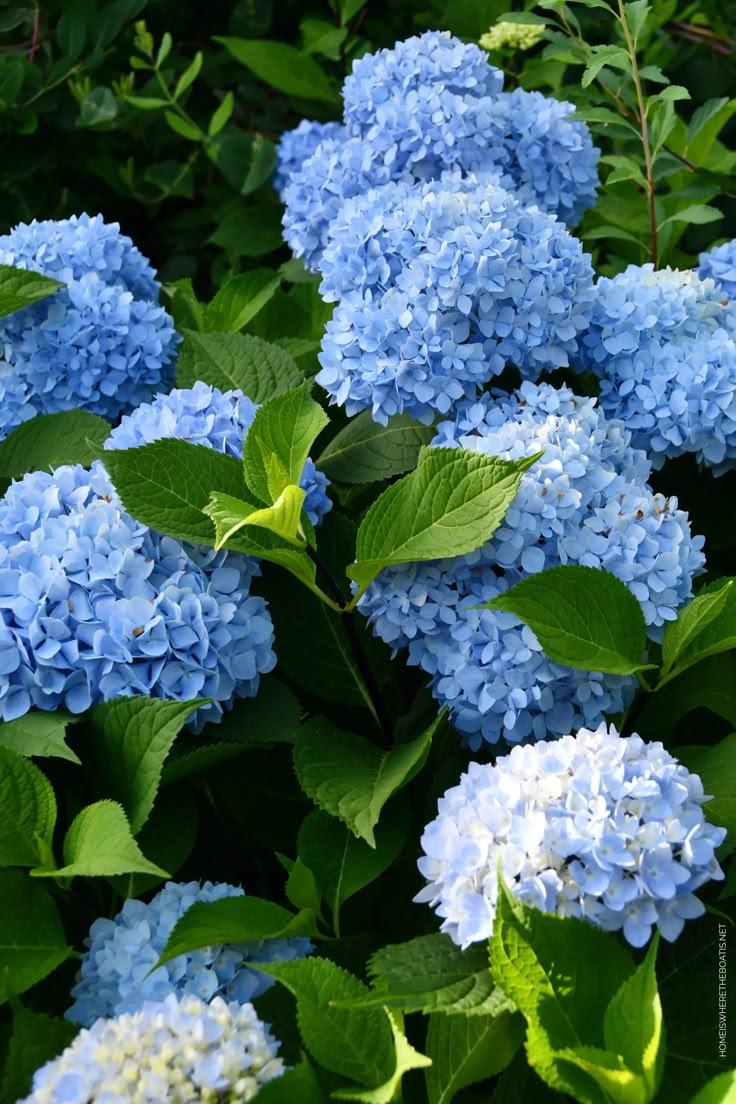 Enchanted Garden: Symphony in Petals